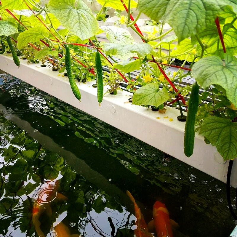 商洛市大田灌溉鱼菜共生 - 排名